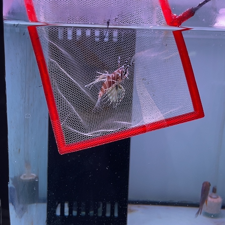 海水鱼蓝点吊1条狮子鱼1条