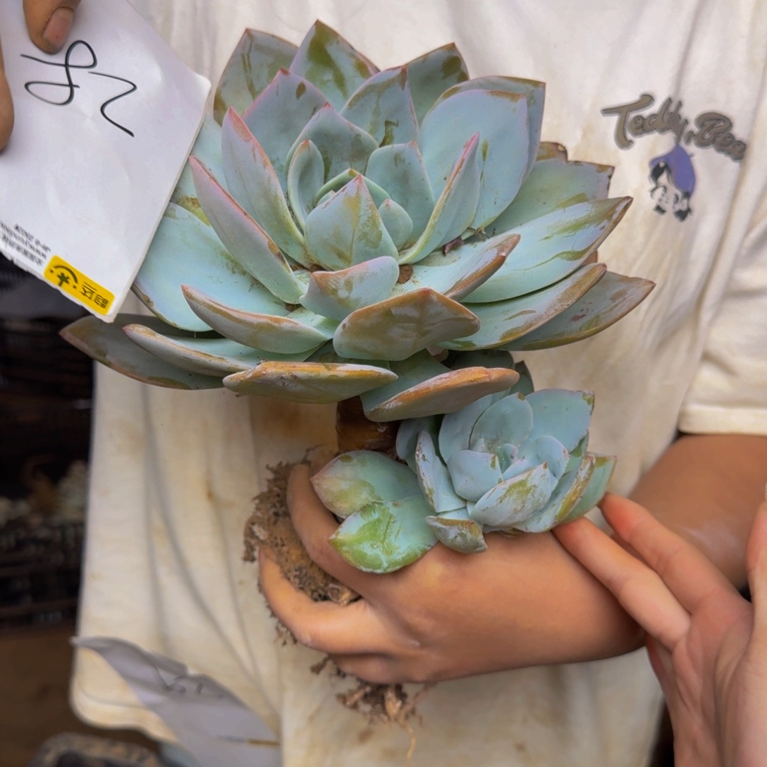 D***f奶茶 一颗 不包损28号