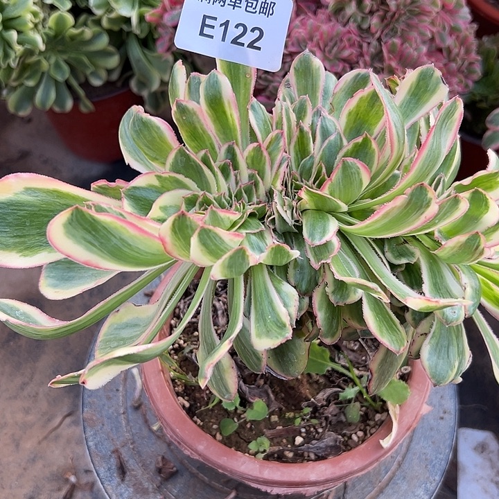 122号艳紫锦坠化法师多肉