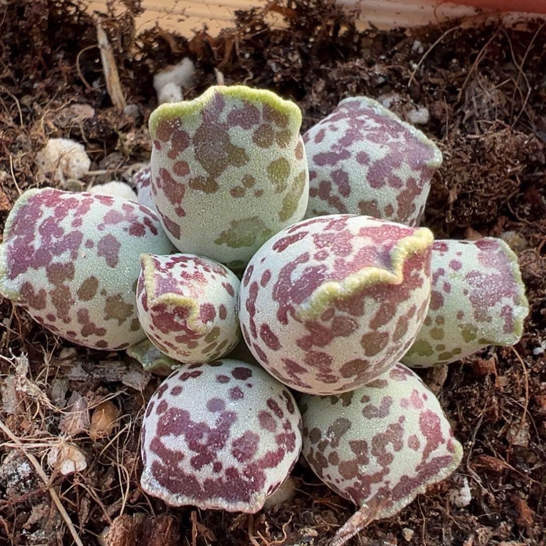 达摩海豹紫斑款多肉植物