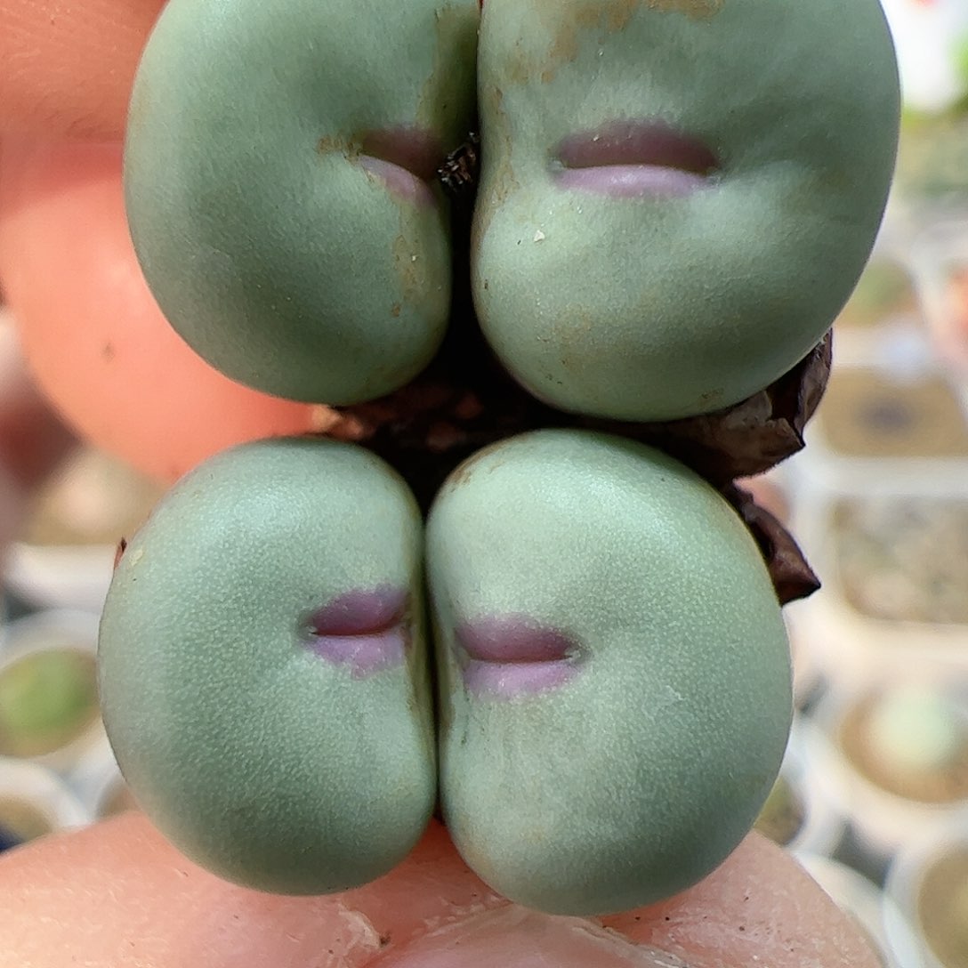 【闪购商品】193 小红嘴