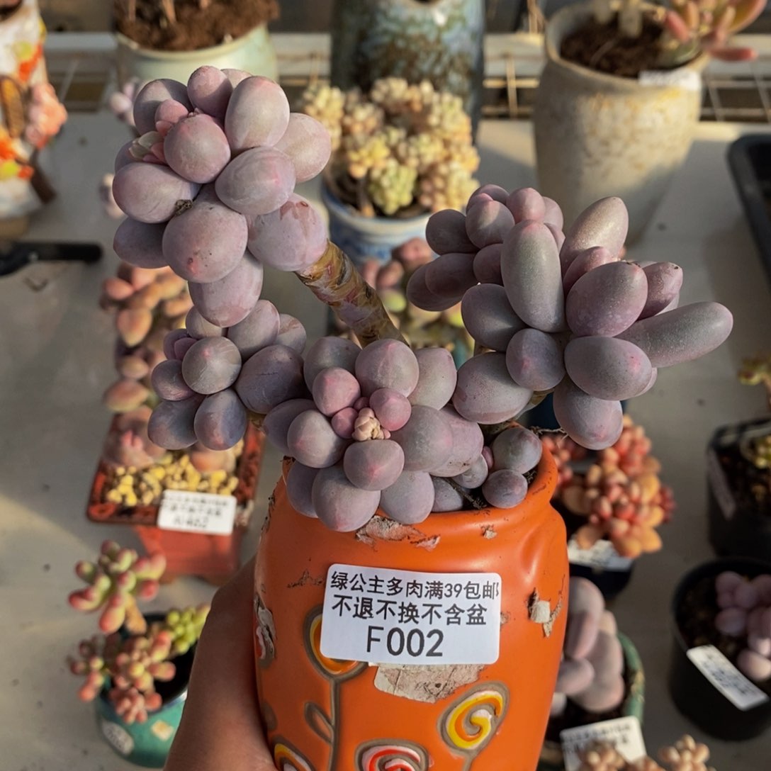 002香水手指奶多肉9c m