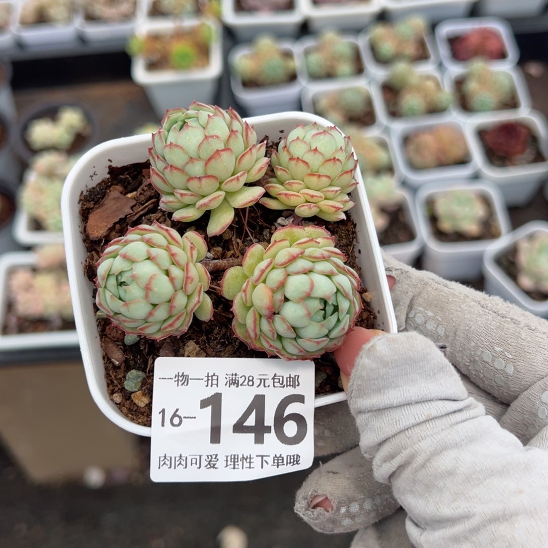 小红船多肉多肉多肉多肉