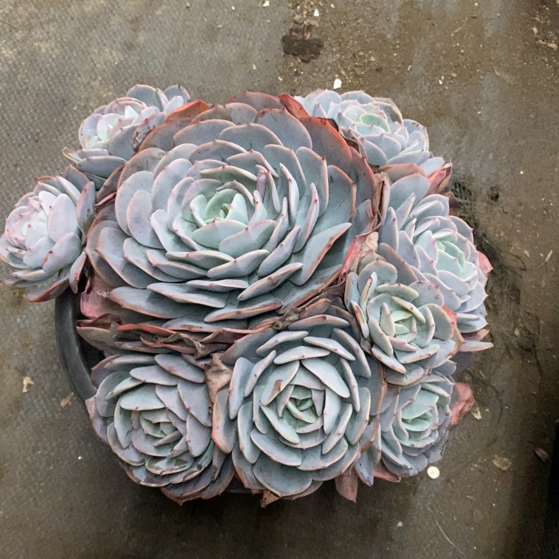 红粉台阁多头群生老桩，230杯