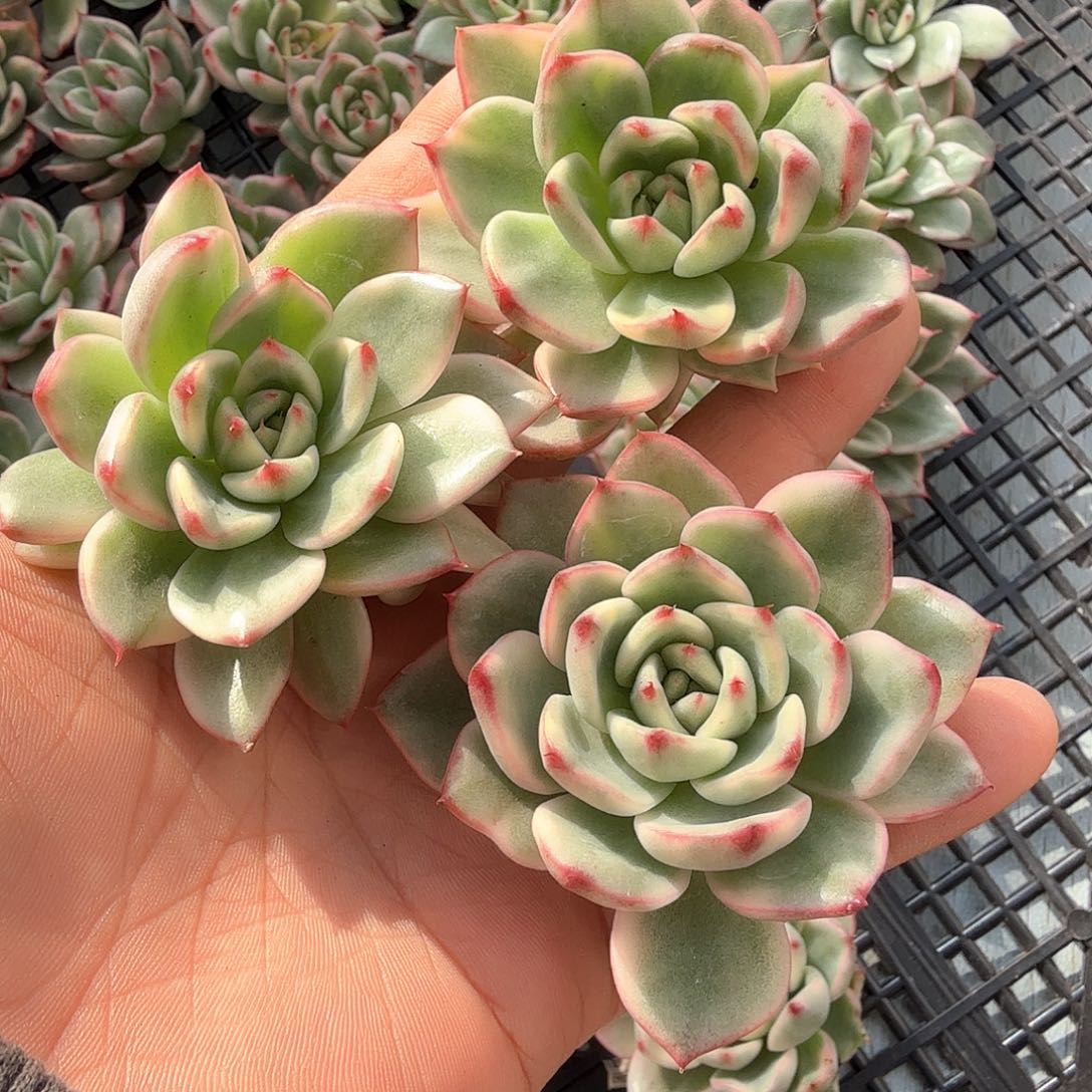 蔚蓝乌木锦多肉锦