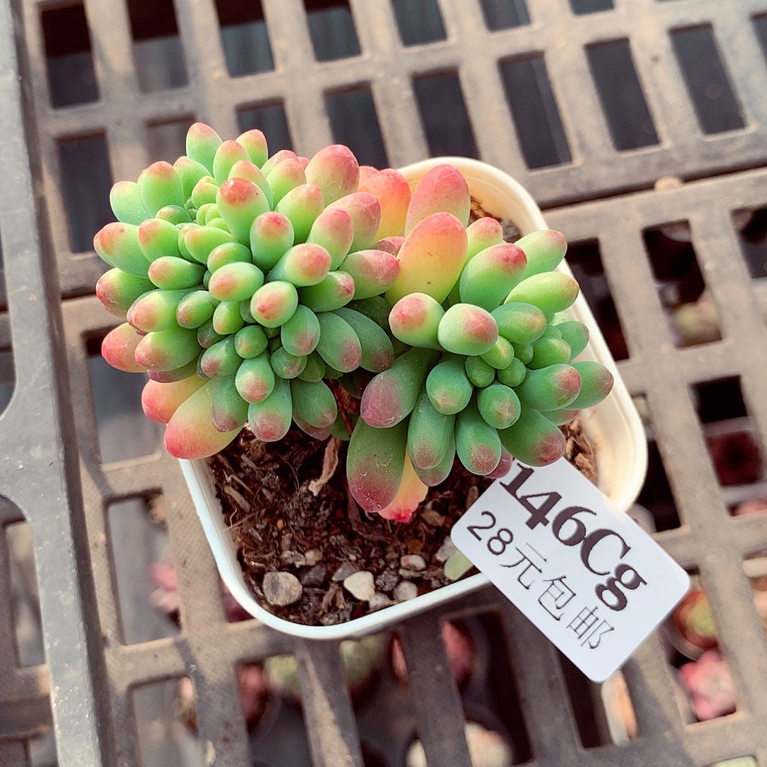 5厘米盆精控多肉146