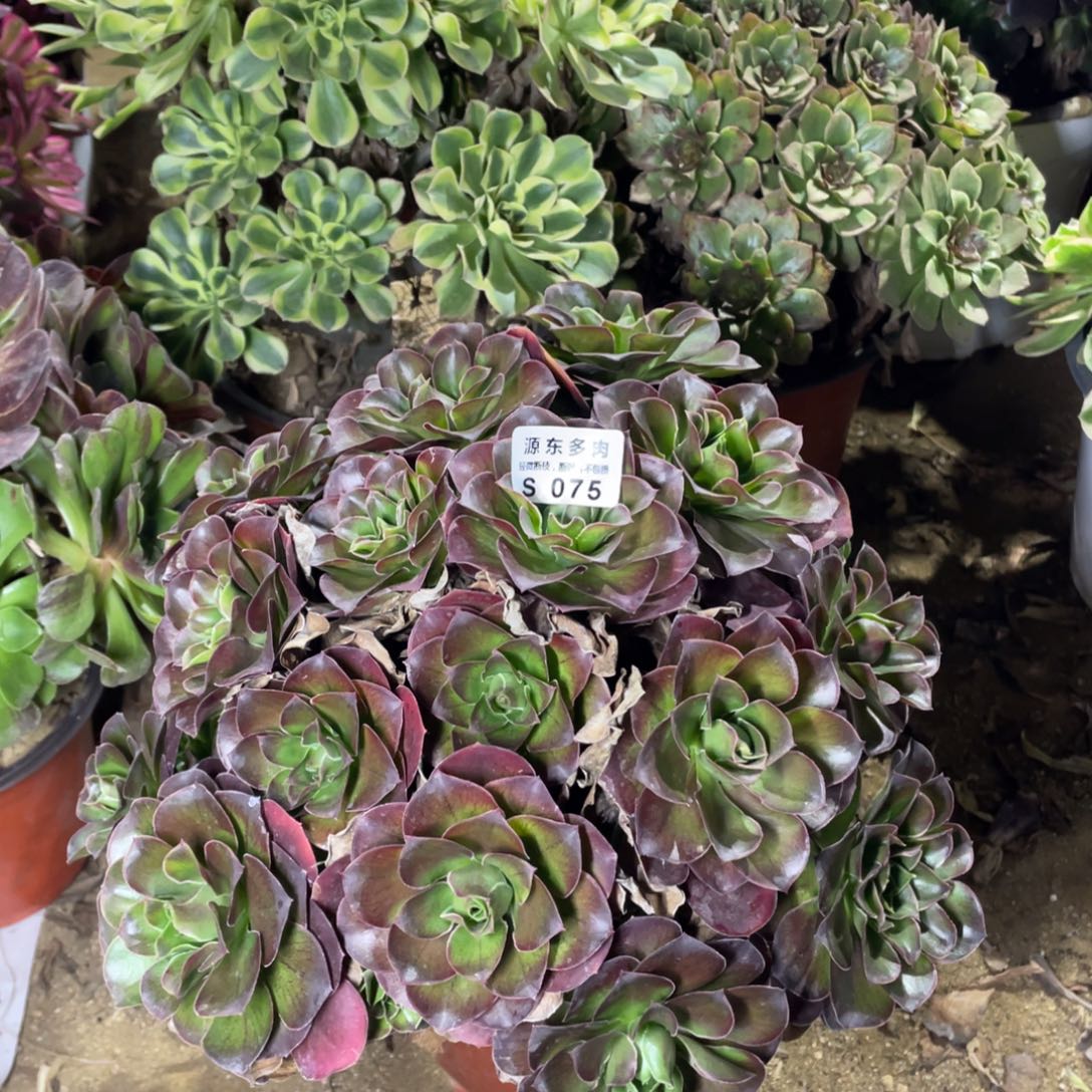 075魅金玫瑰多肉法师断枝不包