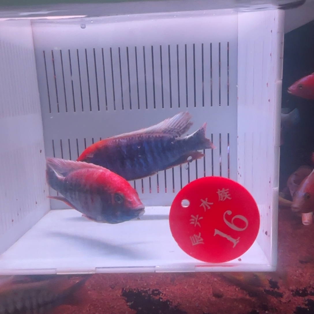 慈鲷鱼直播16号2条