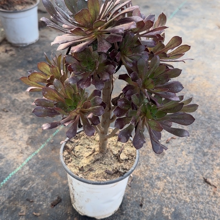 553两单包邮黑法师。         