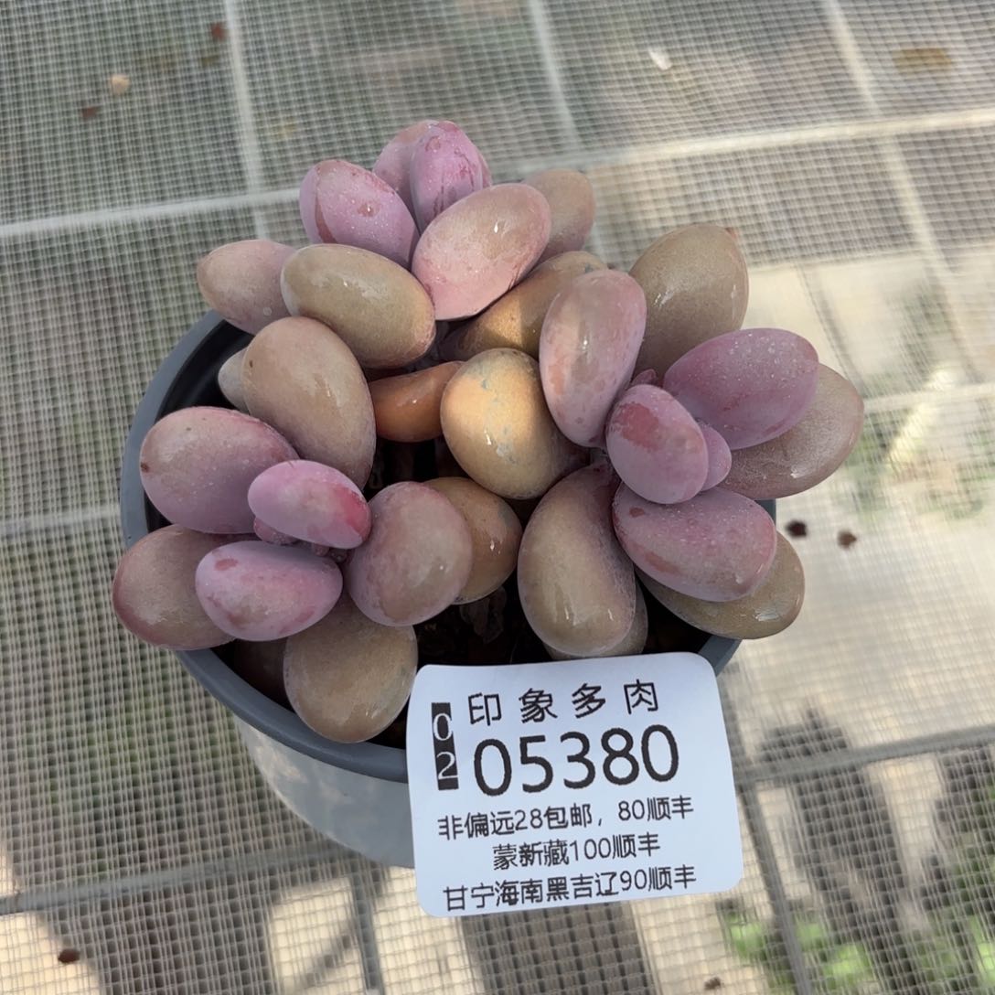 多肉植物05380fggg