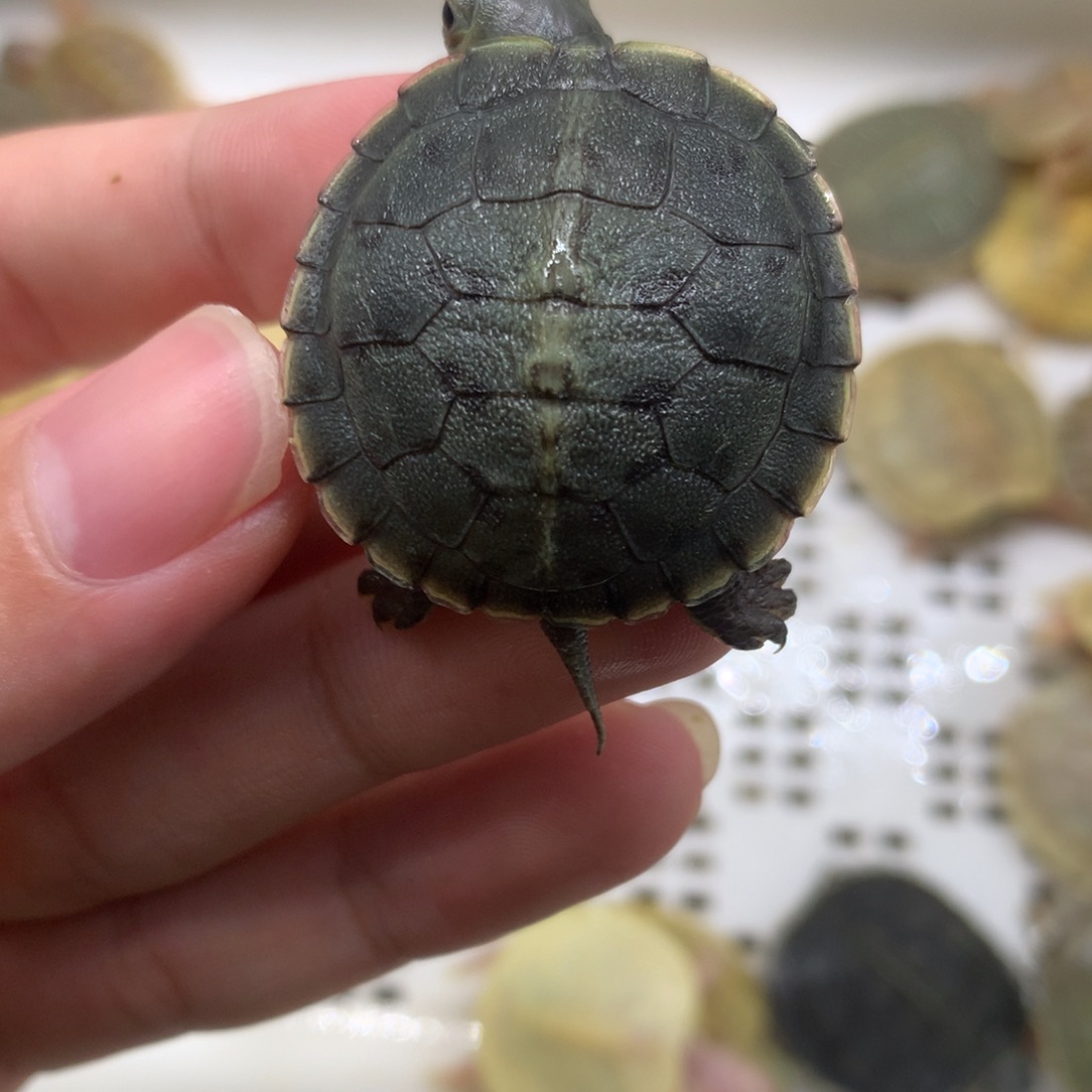 不分公母巴西彩龟