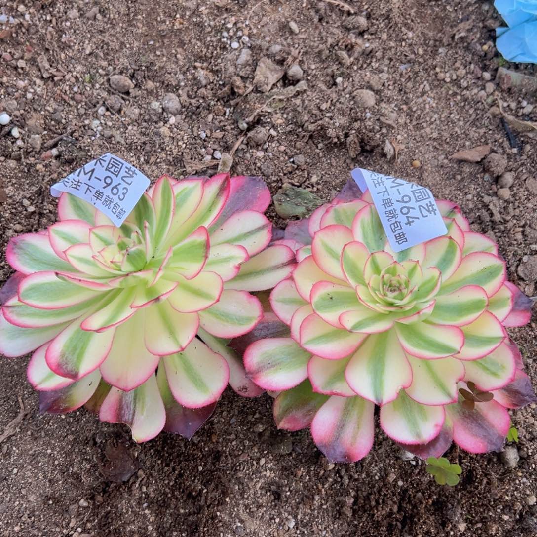 W****d荔枝多肉植物963-64