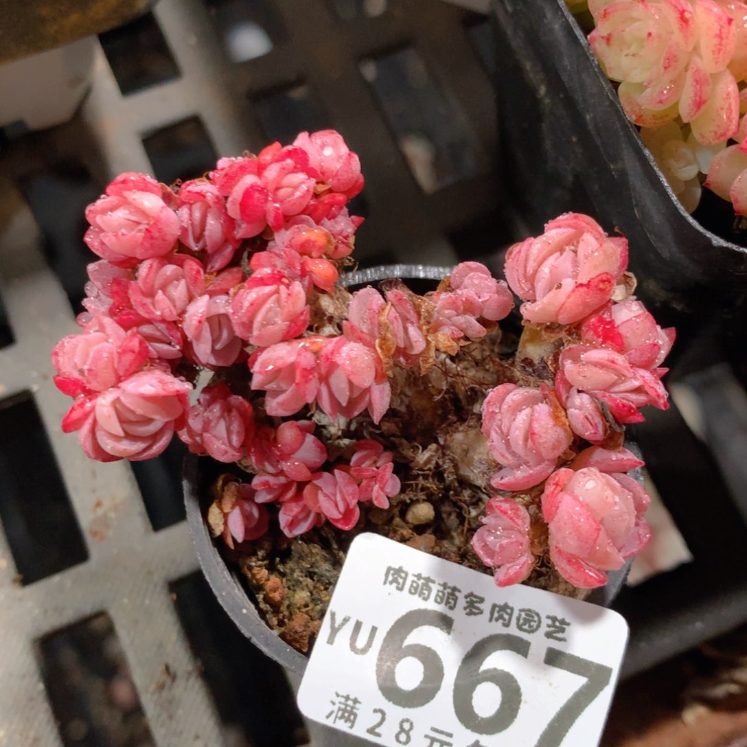 5CM拇指盆精控多肉YU667