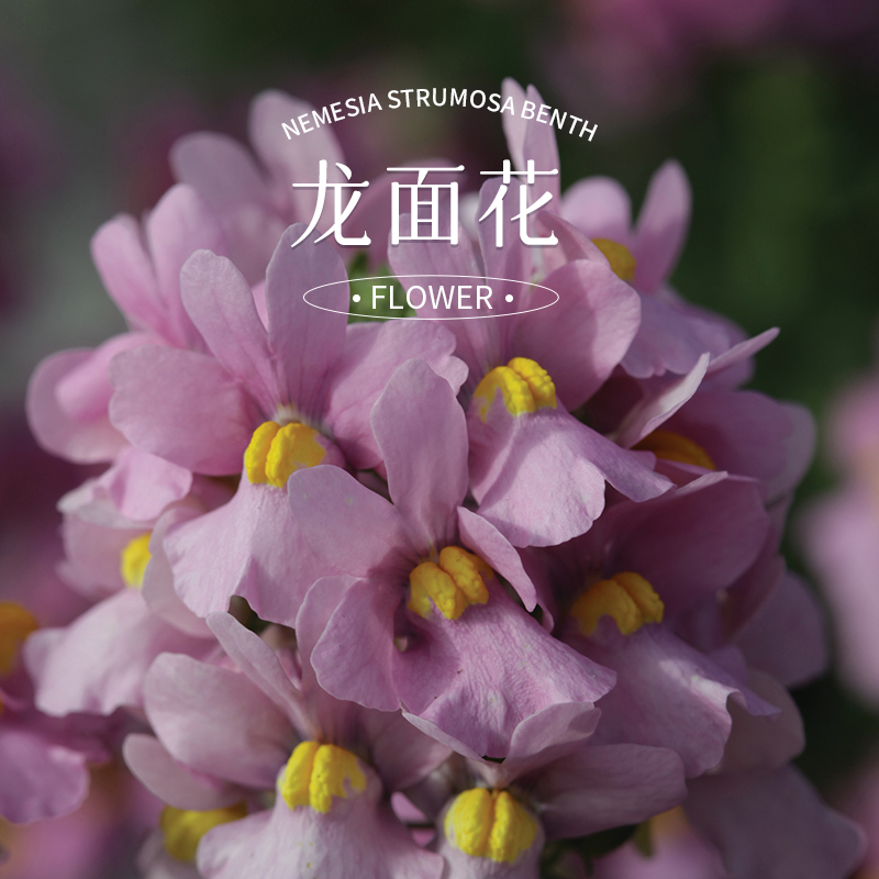 爱植德龙面花绿植盆栽易爆花
