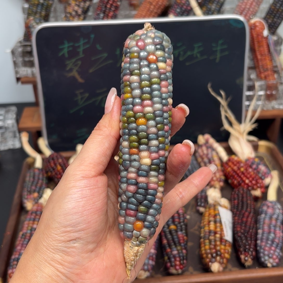 柏香籽/百香籽吊坠一*。