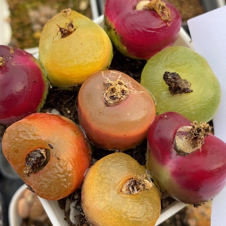 2155彩蟠桃一组一组