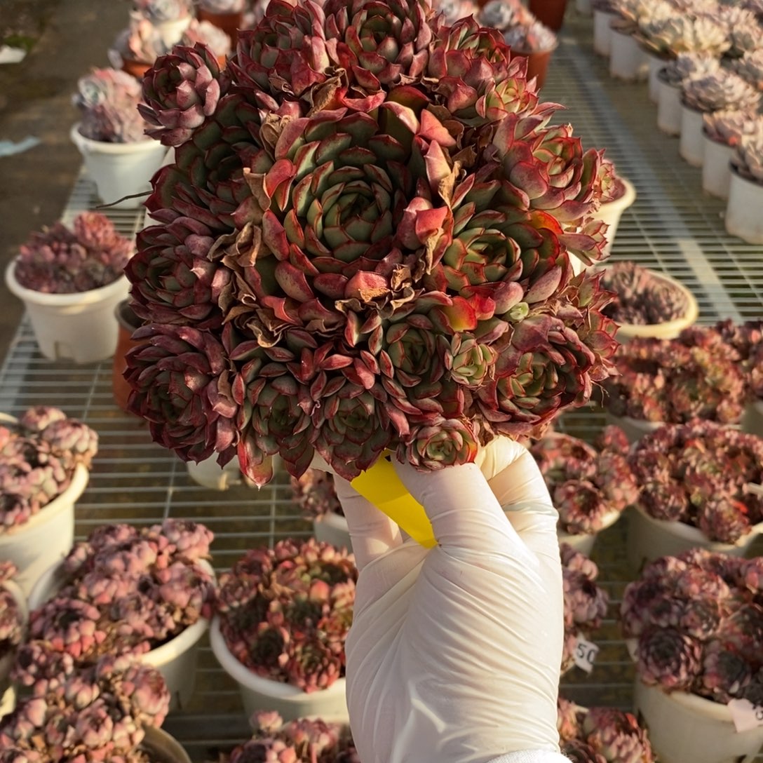 768梦幻玫瑰一物一拍