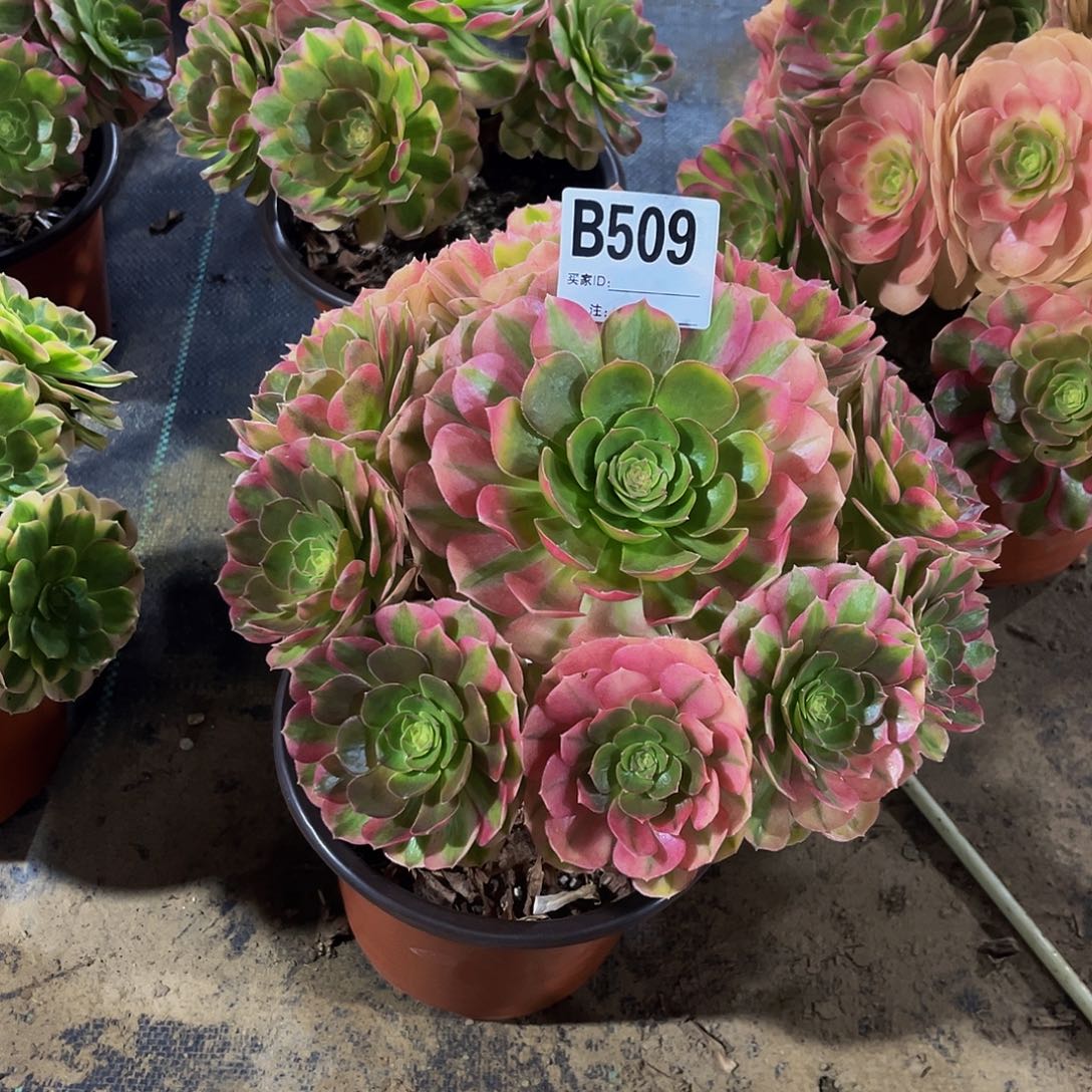 李*.寄养雨荷一物一拍509