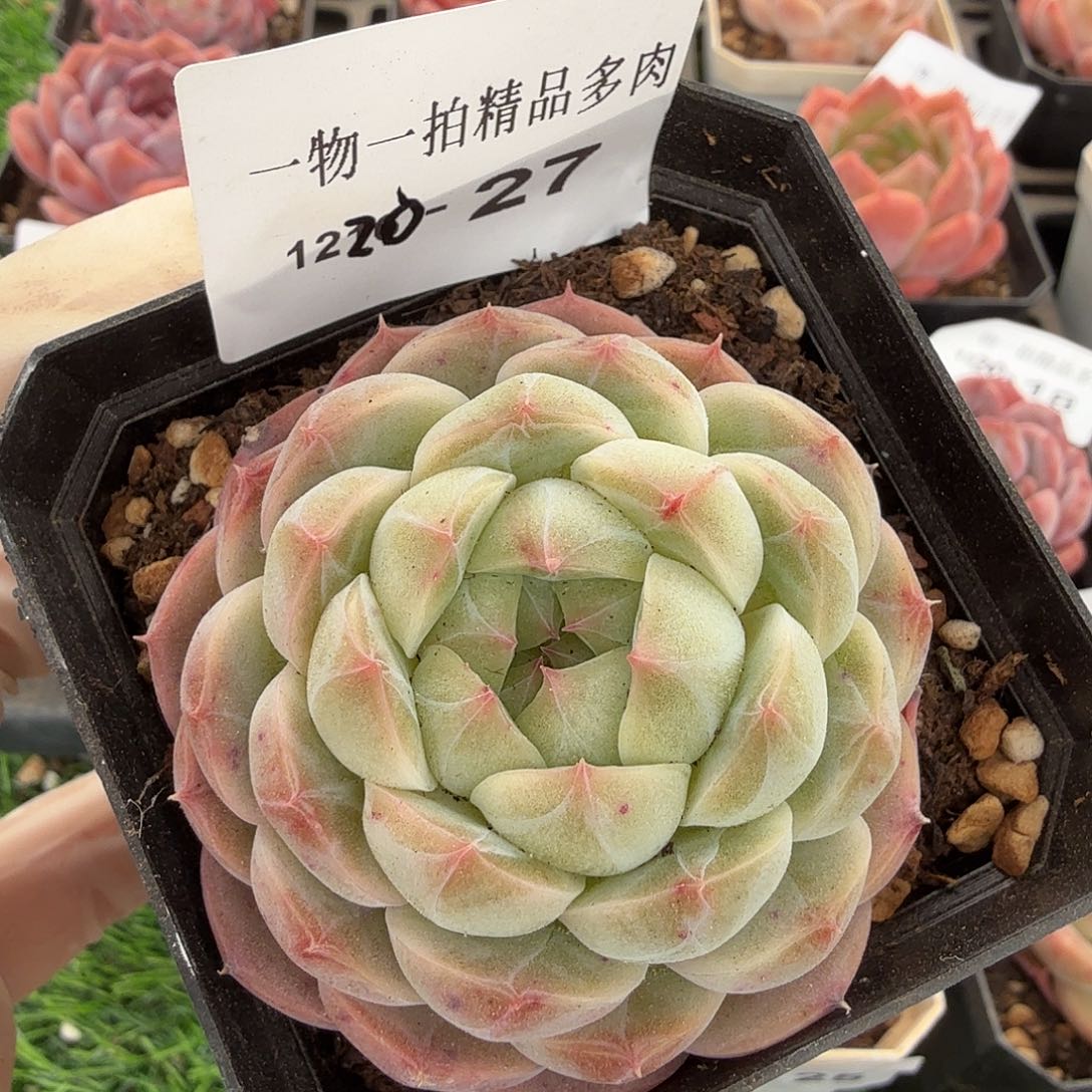 1220-27多肉一物一拍