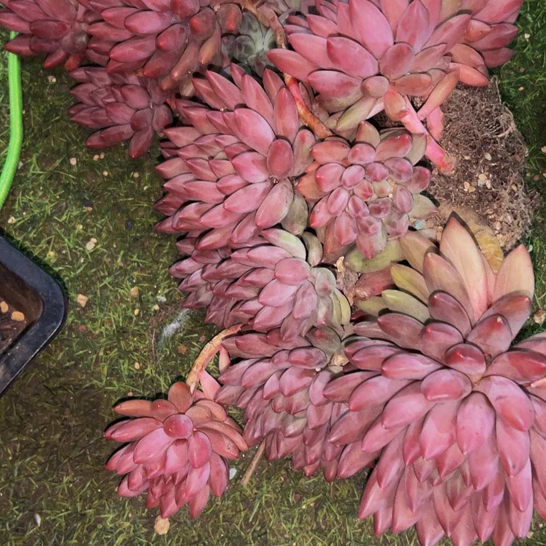 泡***竹67号一物一拍脱土包邮