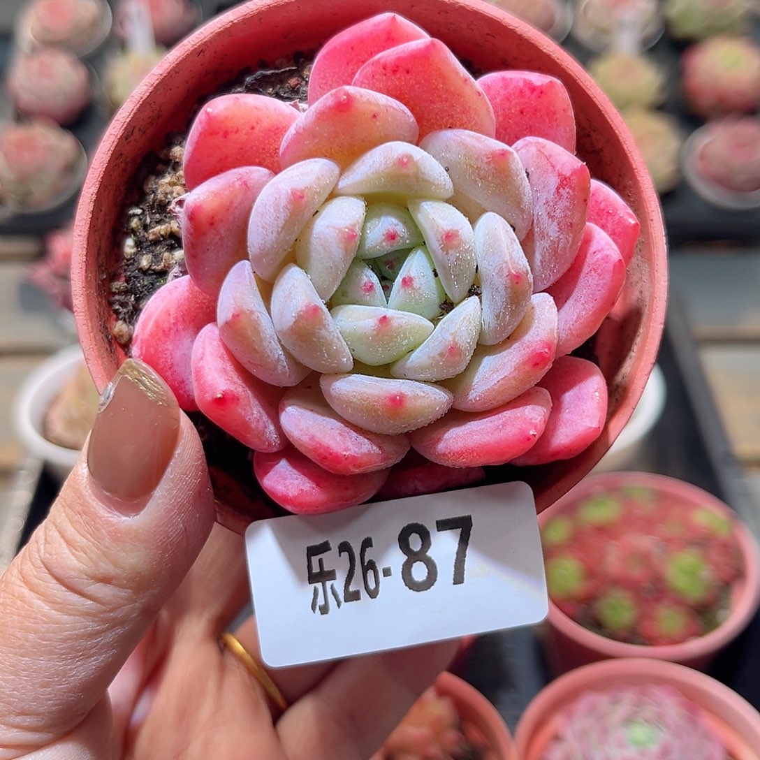 乐26-87 冰糖单头