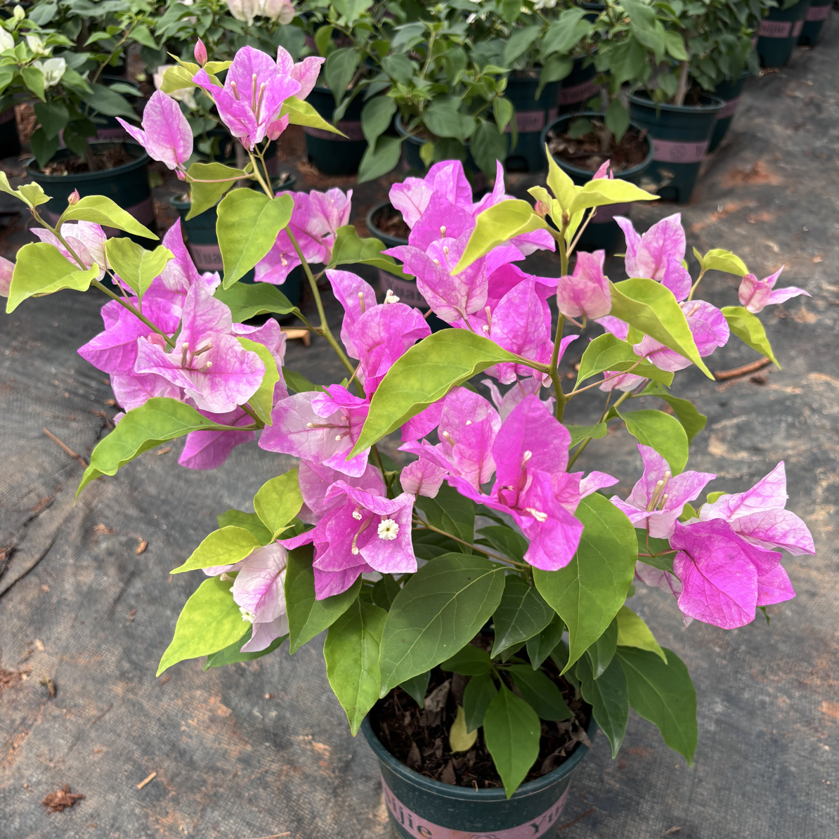 三角梅运输途中会掉花落叶3