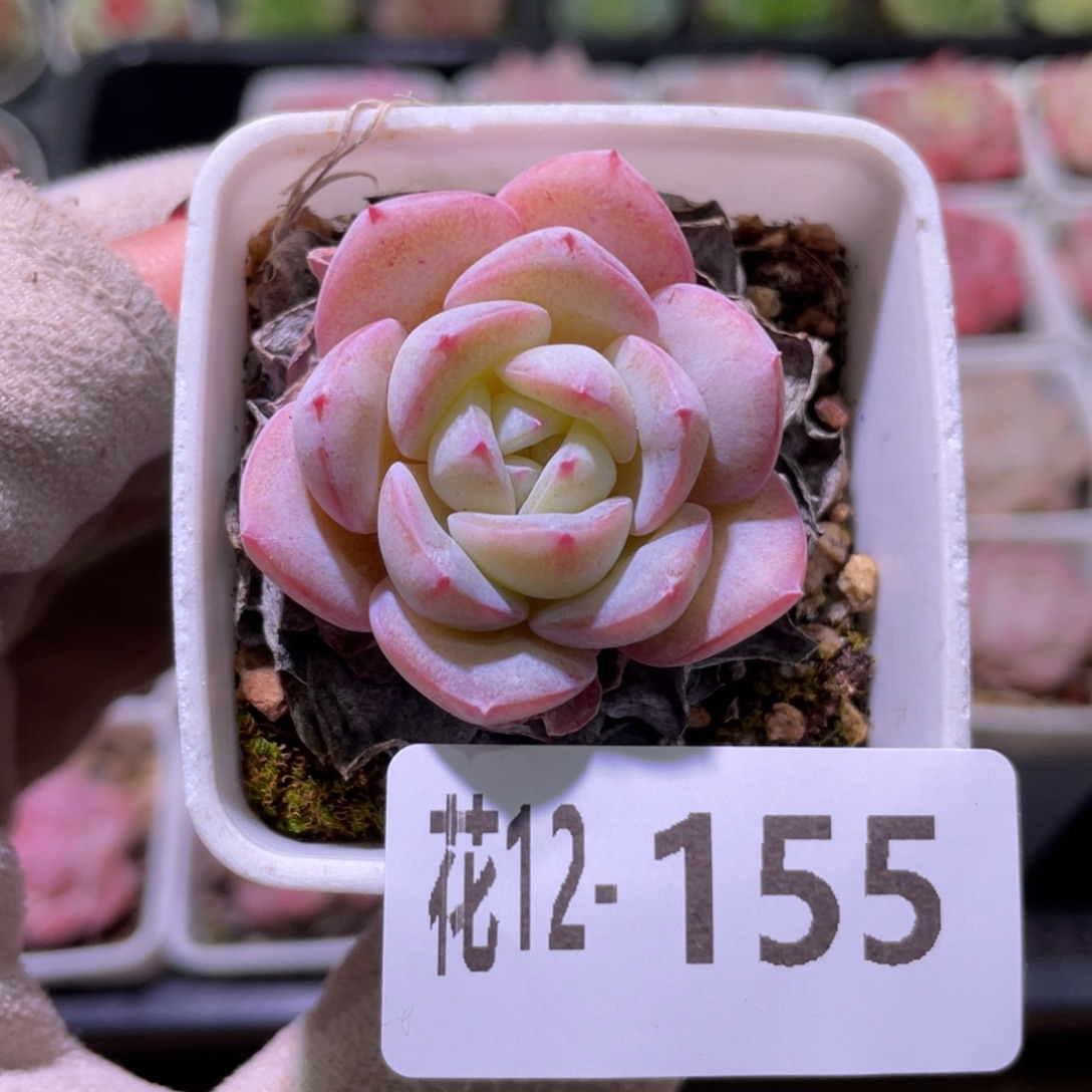 花利美12-155白纱