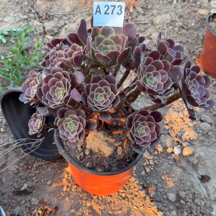 欧佳丽多肉植物不包损273