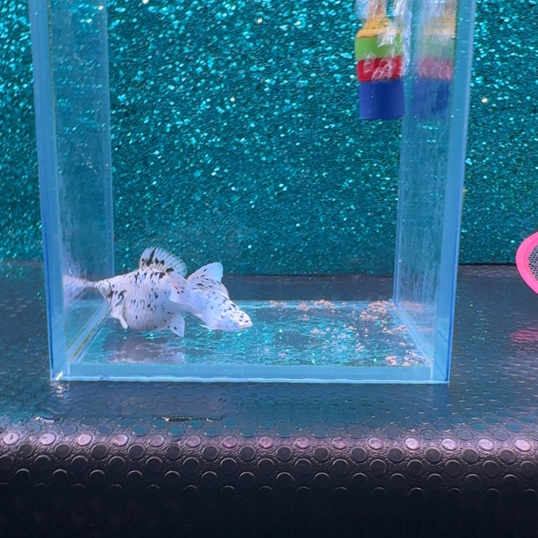 黑玛丽鱼534号玛丽2条