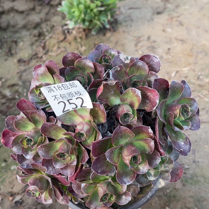 252魅金玫瑰绣球2