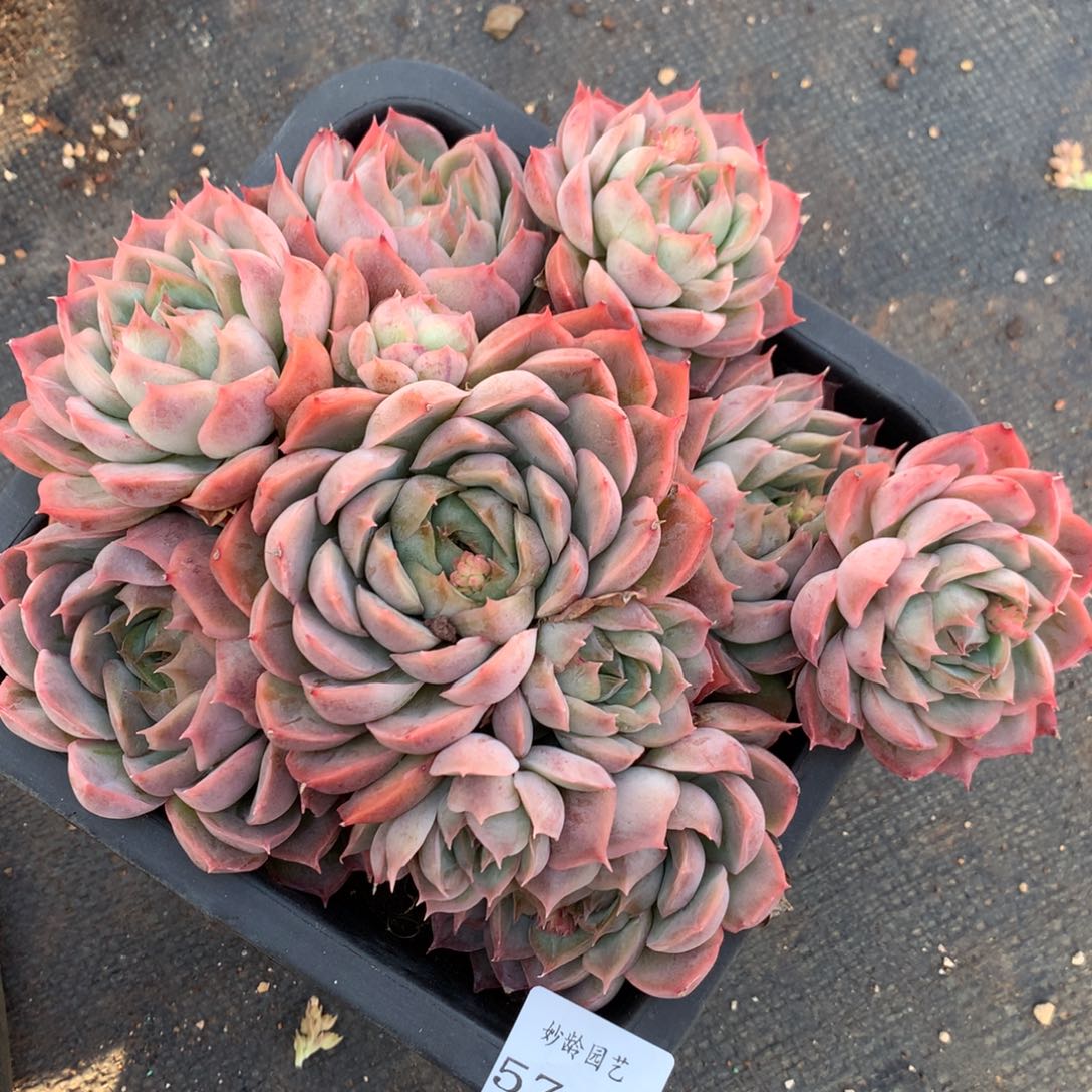 5718杂交精品基地19厘米