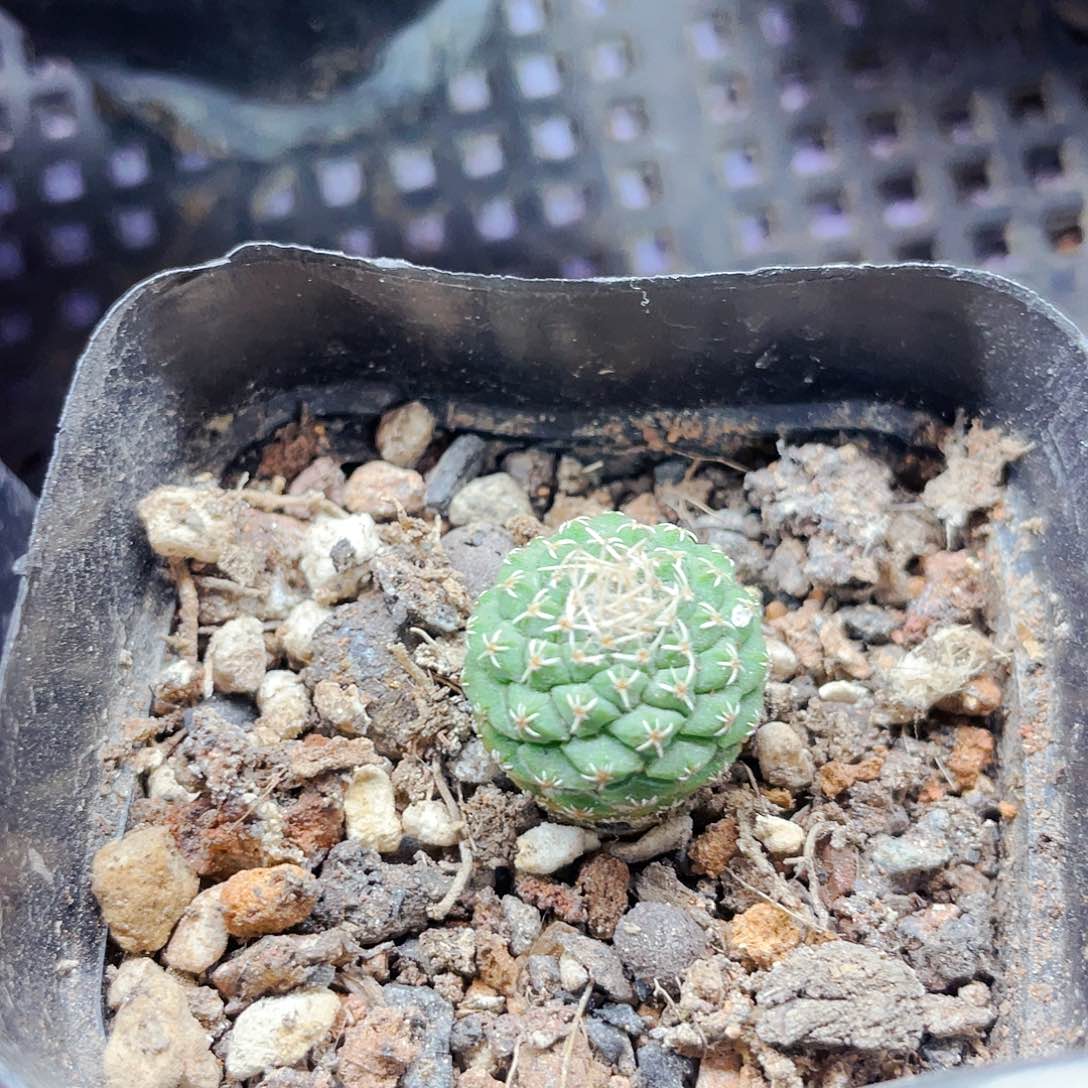 1.8cm 非偏远地区满25包邮仙人球