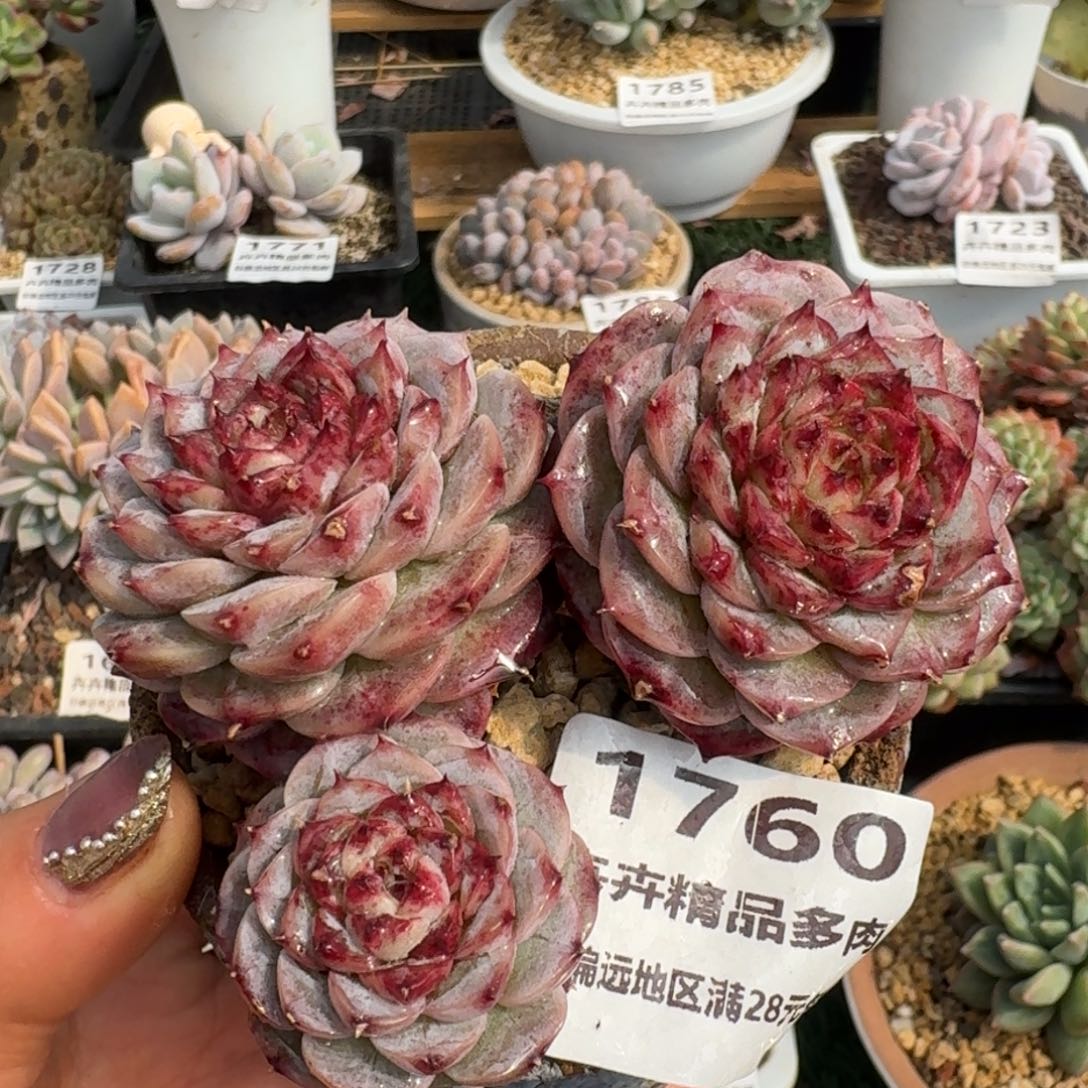 1760一物一拍（满28包邮）