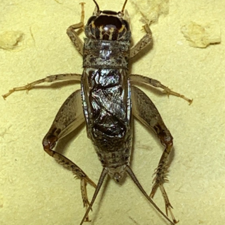 山东精品蟋蟀秋打包虫搭配原雌嫩三尾大三尾