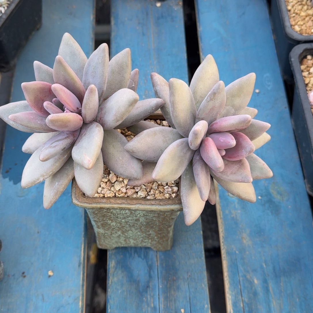 企鹅老桩一物一拍