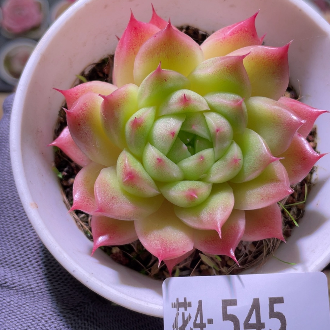 花利美4-545麦秆  