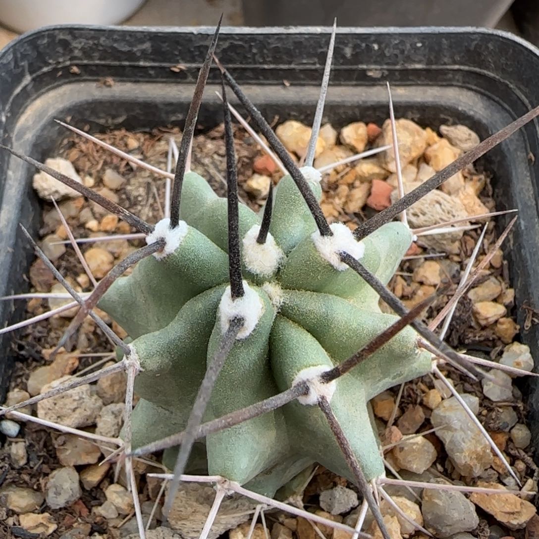 026实生华山虾多肉