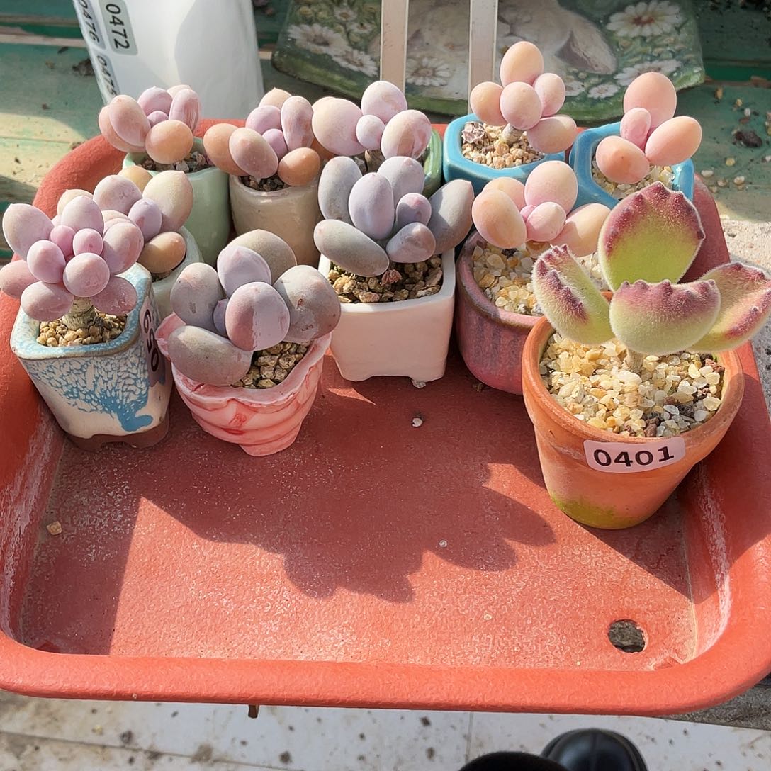 多肉植物的生长发育