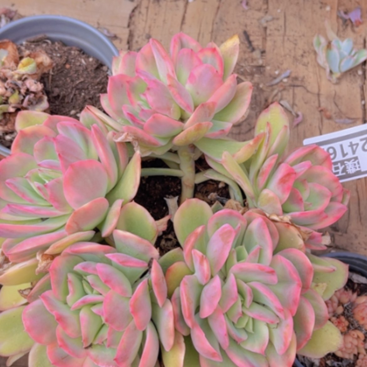 【闪购商品】绮罗锦24162