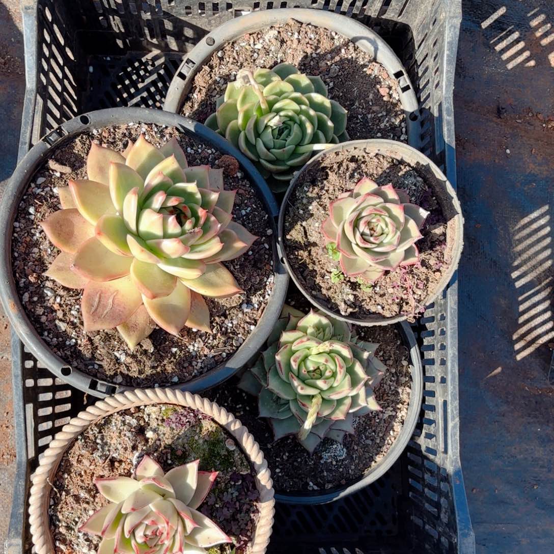 5号。            东云。