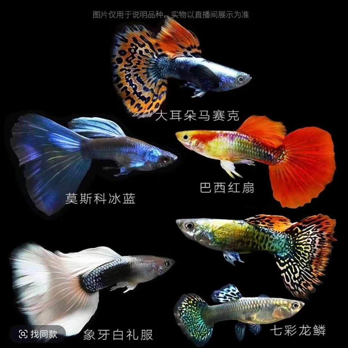 全家福孔雀鱼小型热带观赏鱼好养耐活