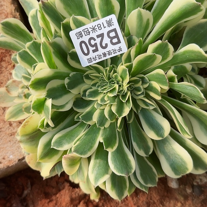 多肉 迈巴赫缀化多肉法师植物