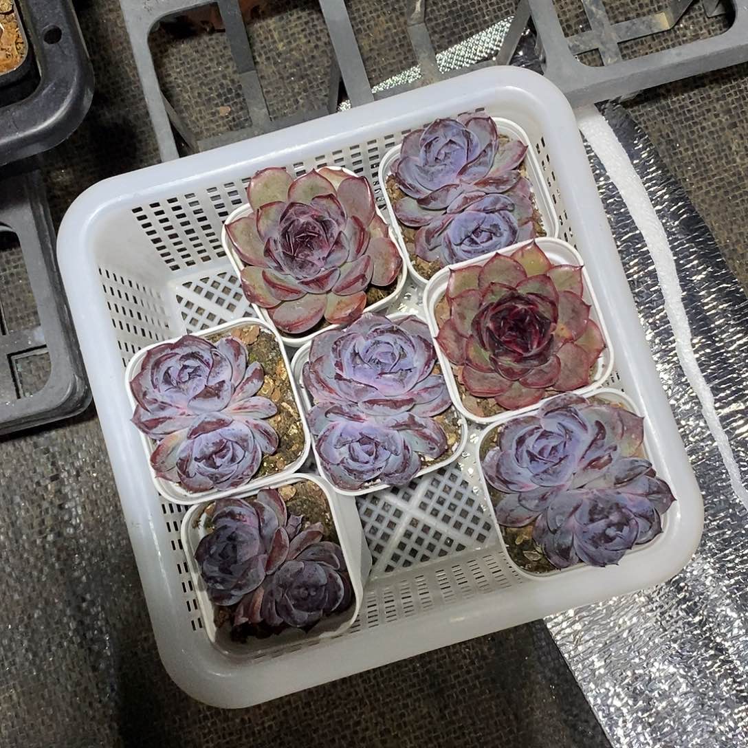 大***冲一筐7颗黑色多肉植物