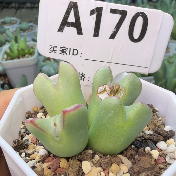 170。满38包邮肉锥