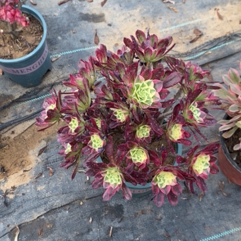 天合9多肉植物法师