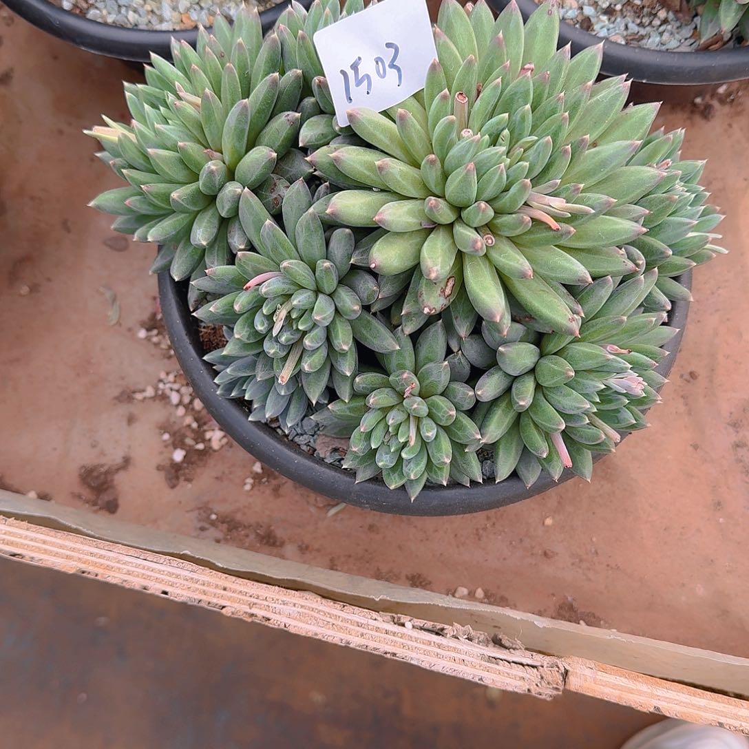 前**事1503美人杂多肉