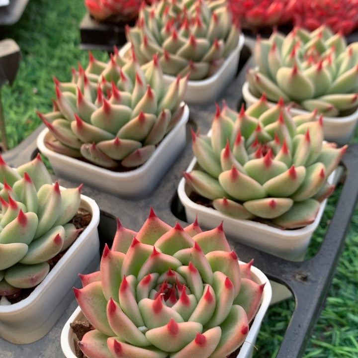 托斯卡           桃