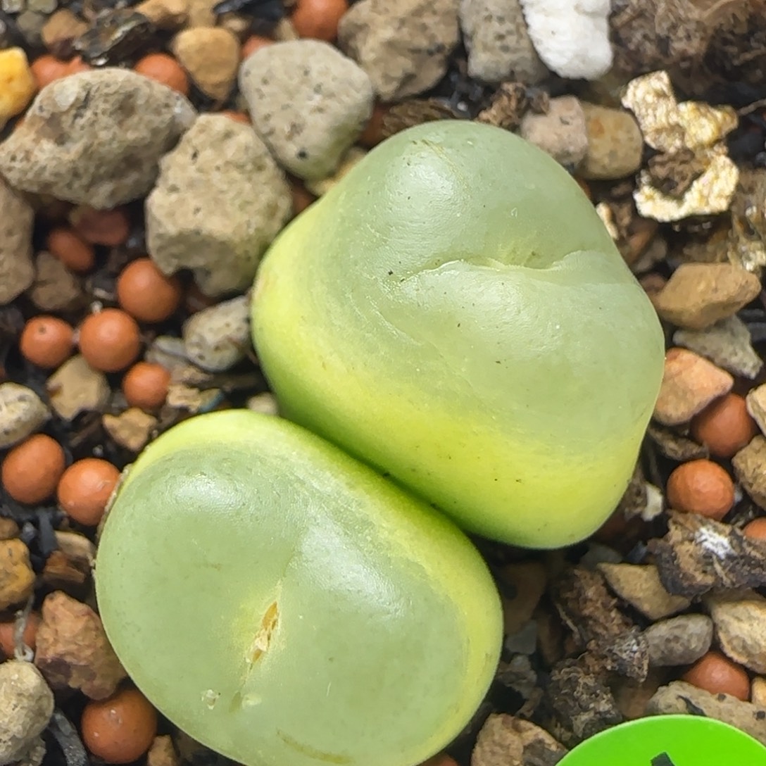 双头拉登1.5/1.7多肉748