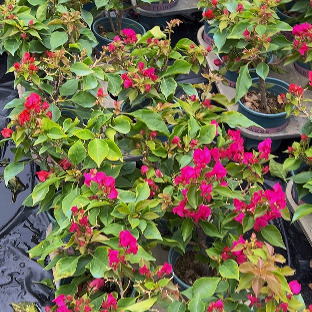 当前无花栽培后可以开花 菲菲娜 随机发货 带花 