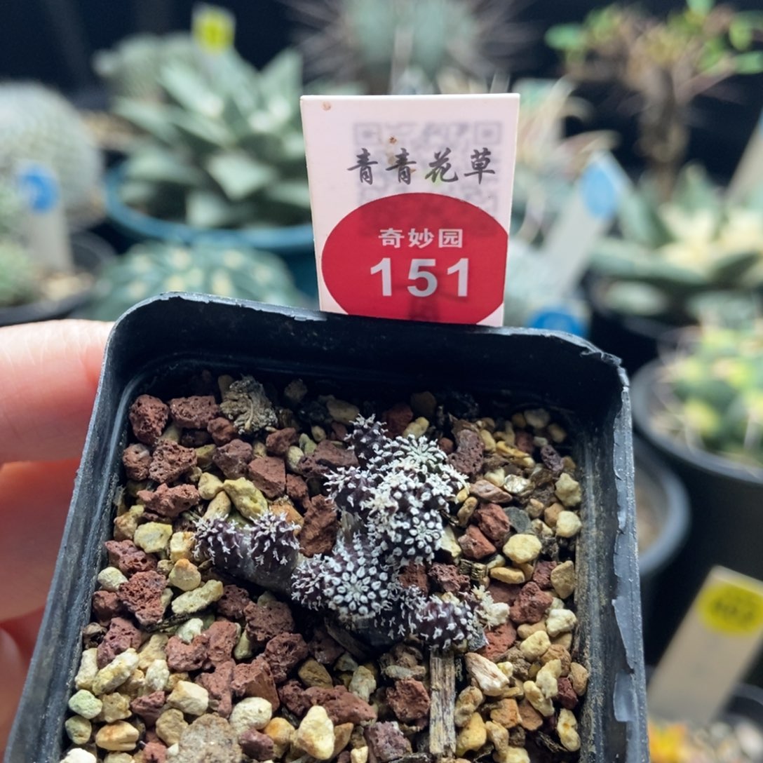 实生精巧殿刺缀群一颗仙人球